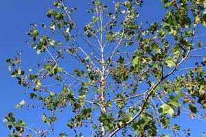 Branch of a tall tree against a background of blue sky. photo