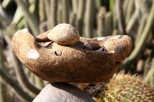 piedras en un ciudad parque en el costas de el Mediterráneo mar. foto