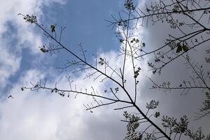 Branch of a tall tree against a background of blue sky. photo