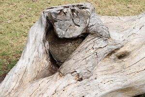 Texture of wood and wood products. photo