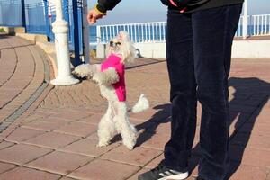 A dog on a walk in a city park. photo