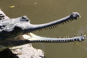 A crocodile lives in a nursery in northern Israel. photo