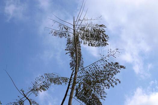 Branch of a tall tree against a background of blue sky. photo