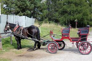 The horse is a domestic equid animal. photo