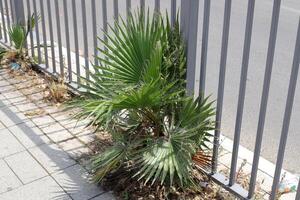 verde plantas y flores crecer a lo largo un cerca en un ciudad parque. foto