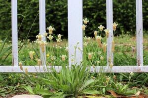 Green plants and flowers grow along a fence in a city park. photo