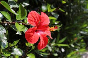 verde plantas y flores cerca arriba. resumen natural antecedentes hecho de plantas y flores foto