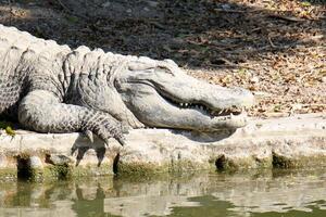 A crocodile lives in a nursery in northern Israel. photo