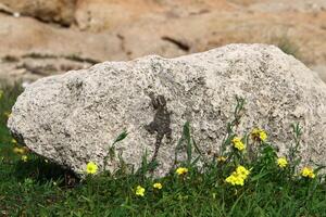 Stones in a city park on the shores of the Mediterranean Sea. photo