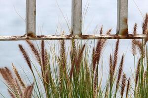 Green plants and flowers grow along a fence in a city park. photo