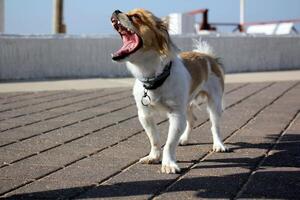 A dog on a walk in a city park. photo