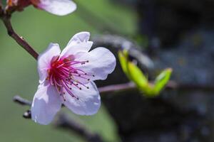 Macro detail of a peach blossom 6 photo