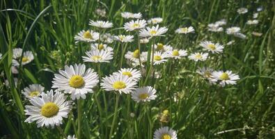 Daisies bloom in spring photo