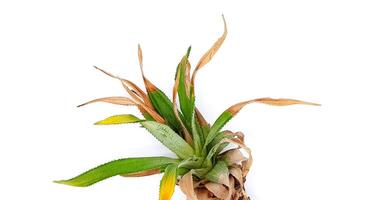 Grass or leaves are starting to dry isolated on white background. Beauty of Nature, Old and The wilt of the season and time concept. photo