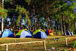 muchos vistoso tienda de turista cámping o de viaje en pino bosque a doi ang khang, chiang mai, tailandia belleza de naturaleza y actividad y punto de referencia de norte Tailandia para invierno hora concepto. foto