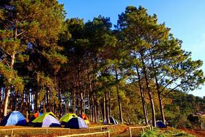 Many colorful tent of tourist camping or traveling in pine forest at Doi Ang Khang, Chiangmai, Thailand. Beauty of Nature and Activity and Landmark of North Thailand for winter time concept. photo