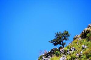 verde árbol planta crecimiento en el altura montaña y muchos rock o Roca con claro azul cielo y Copiar espacio. belleza de naturaleza, natural y antecedentes concepto foto