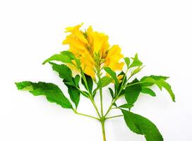 Beautiful Yellow flower bouquet. Yellow elder, Trumpetbush, Trumpetflower. with green leaves isolated on white background. Scientific name is Tecoma stans L. Juss. ex Kunth. Beauty of Nature concept. photo