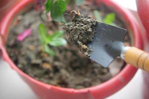 holding Garden shovel with fertile soil, Planting a small plant on pile of soil, photo