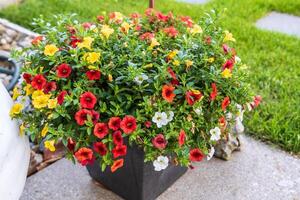 planter full of red, yellow and white million bells flowers photo