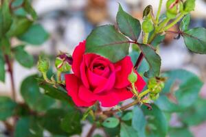 primero rojo Rosa a abierto en el primavera es un maravilloso cosa cada año foto