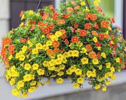 a wide view of a hanging basket of million bells flowers photo