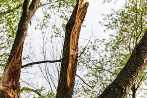 damaged tree trunk after a spring storm in a public park photo