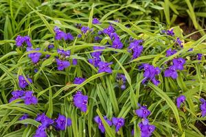 púrpura viudas lágrimas planta en el jardín en el Mañana foto