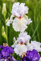 white bearded iris blooms in the early morning light photo