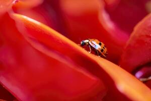 Ladybug on Tomato Peels photo