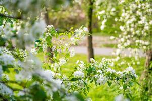 Blooming pear tree. White lush flowers on a pear tree. Spring time in Prague, Europe. High quality photo