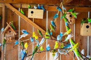 A lot of budgies standing on the branch in one room in Gelselaar, Netherlands. High quality photo