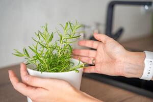 Close up view of young woman hands, female takes care of rosemary in a flower pot in the kitchen. Growing fresh greens at home for eating. High quality photo