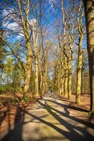 la carretera con desnudo arboles en el parque de un país señorío en el norte de el Países Bajos en un soleado primavera día, el arboles fundición largo oscuridad foto