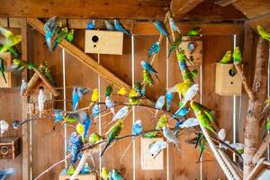 A lot of budgies standing on the branch in one room in Gelselaar, Netherlands photo