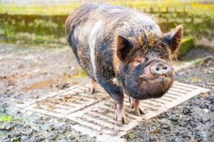 Black Vietnamese pig on a farm in sunny weather. High quality photo