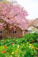 Historical buildings in Gelselaar village in Netherlands. High quality photo