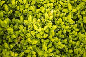 Close Up of Green Leaves on Bush photo