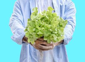 Man hold green oak lettuce vegetables basket isolated on blue background with clipping path photo