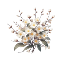 Winter jasmine flower isolated on transparent background png