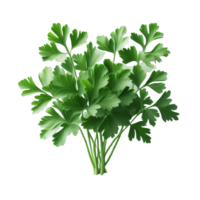 Parsley leaves in a closeup isolated on transparent background png