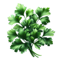 Parsley leaves in a closeup isolated on transparent background png