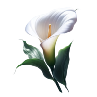 Calla lily isolated on transparent background png