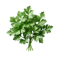 Parsley leaves in a closeup isolated on transparent background png