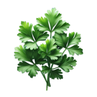 Parsley leaves in a closeup isolated on transparent background png
