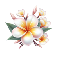 plumeria fiore isolato su trasparente sfondo png
