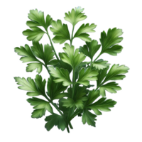 Parsley leaves in a closeup isolated on transparent background png