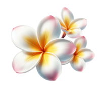 Plumeria flower isolated on transparent background png