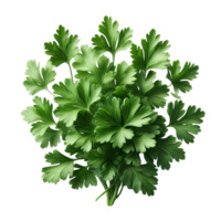 Petersilie Blätter im ein Nahansicht isoliert auf transparent Hintergrund png