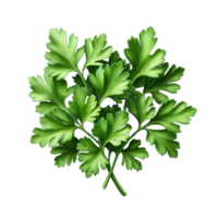 Parsley leaves in a closeup isolated on transparent background png